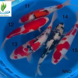 Koi Mix NND