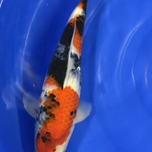 Showa met certificaat