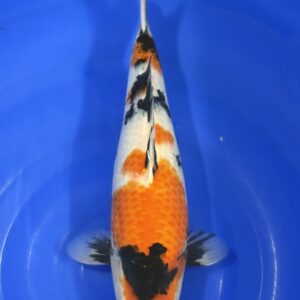 Showa met certificaat