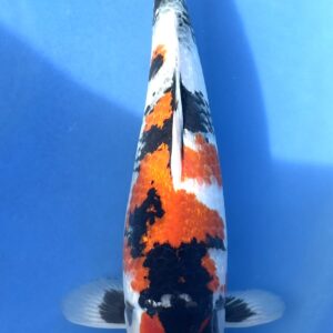 Ginrin Showa                                   Prijs op aanvraag