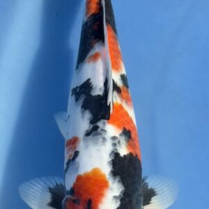 Showa met certificaat