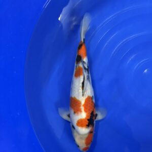 Showa met certificaat