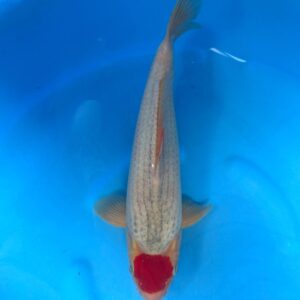 077 Tancho Goshiki (sold)